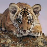 Tiger^^︻ 一